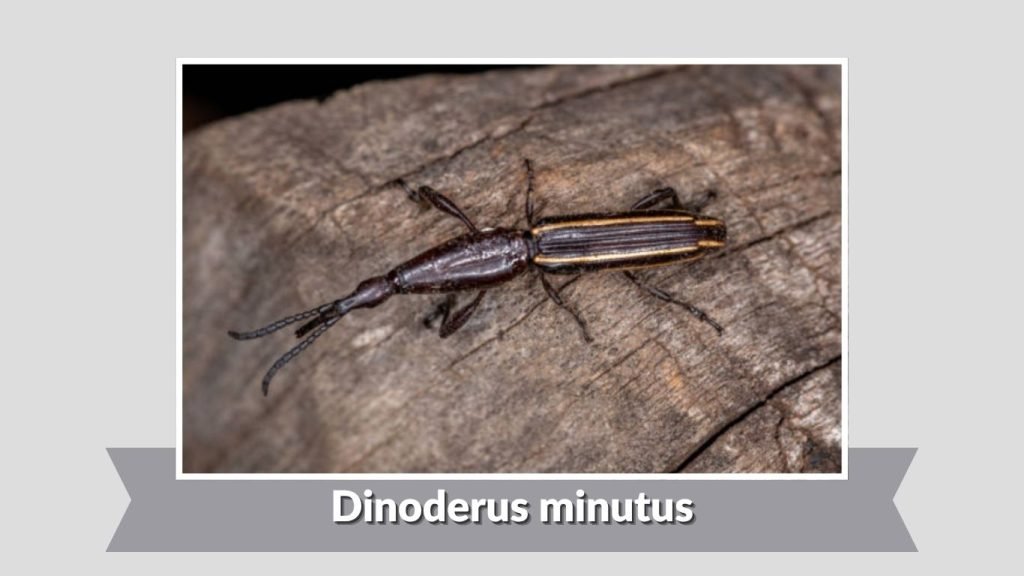 Dinoderus minutus
