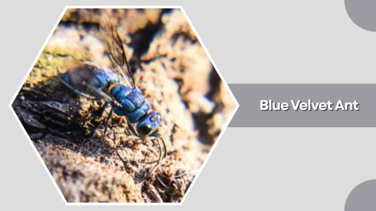 12 Types of Velvet Ant: Identification Guide