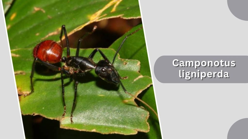 Camponotus ligniperda