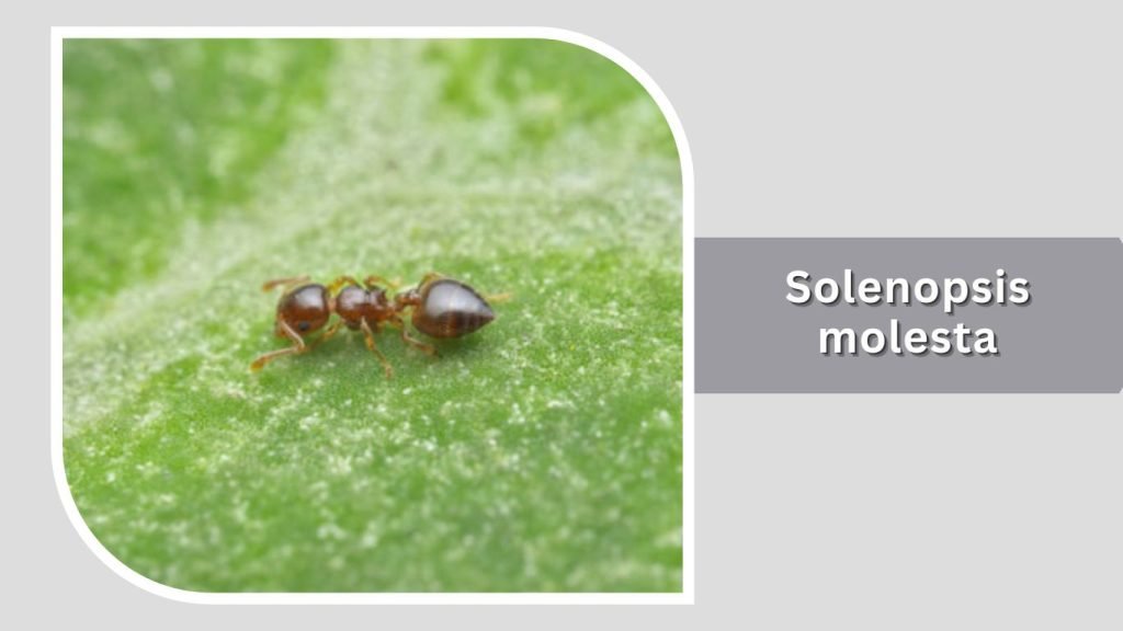  Solenopsis molesta