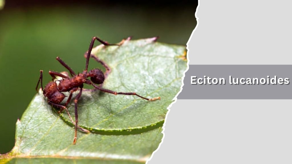 Eciton lucanoides
