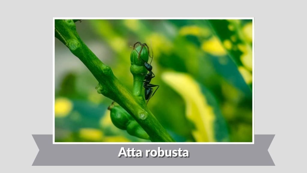 Atta robusta