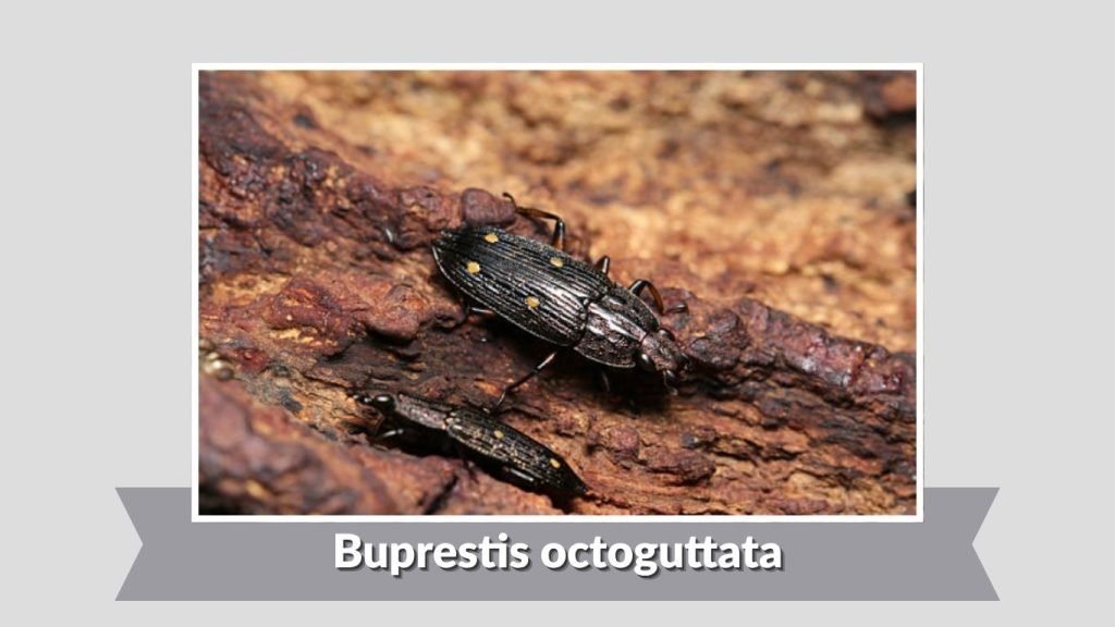 Buprestis octoguttata