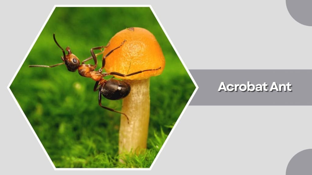 Acrobat Ant