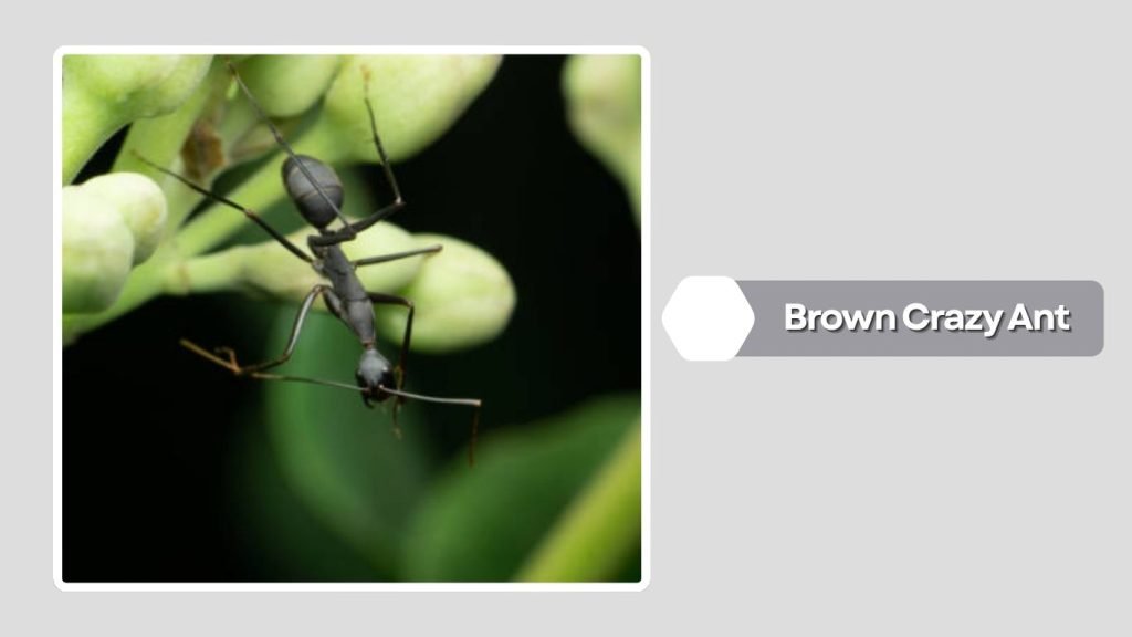 Brown Crazy Ant
