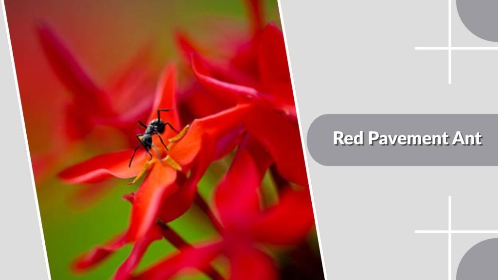 Red Pavement Ant
