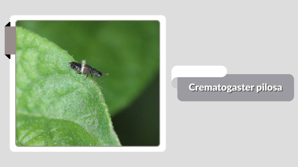 Crematogaster pilosa