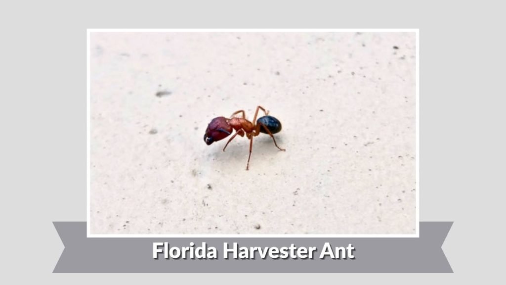  Florida Harvester Ant