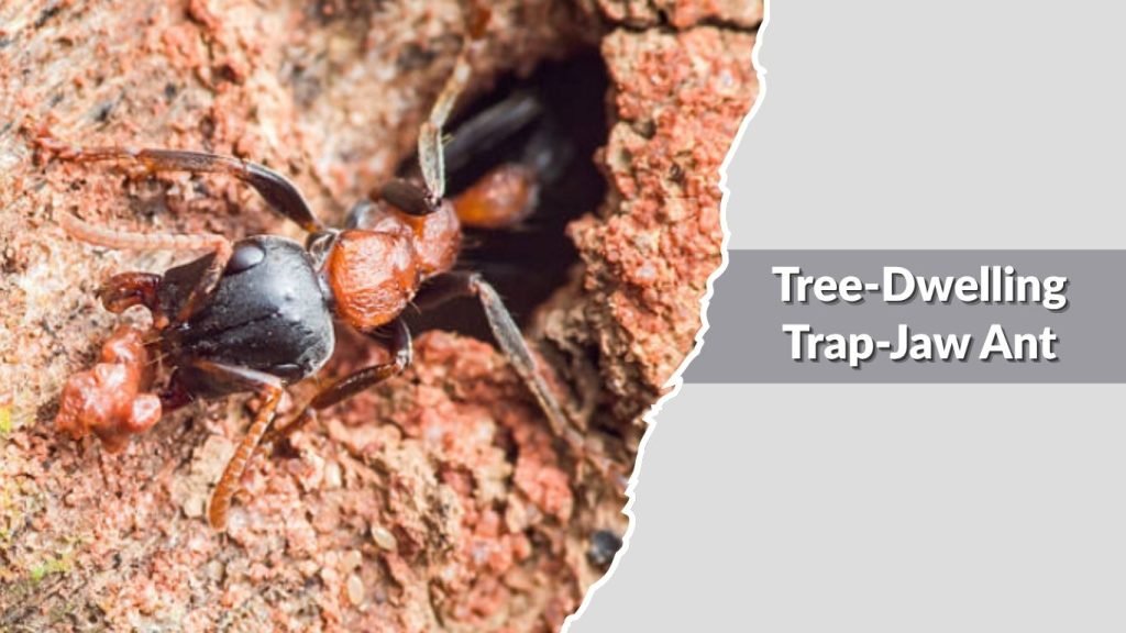 Tree-Dwelling Trap-Jaw Ant