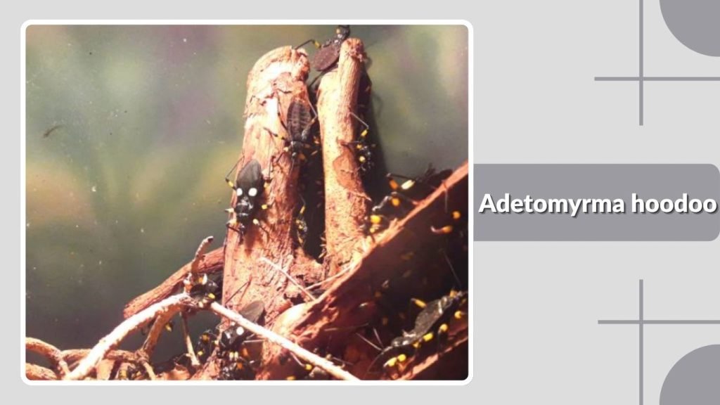 Adetomyrma hoodoo