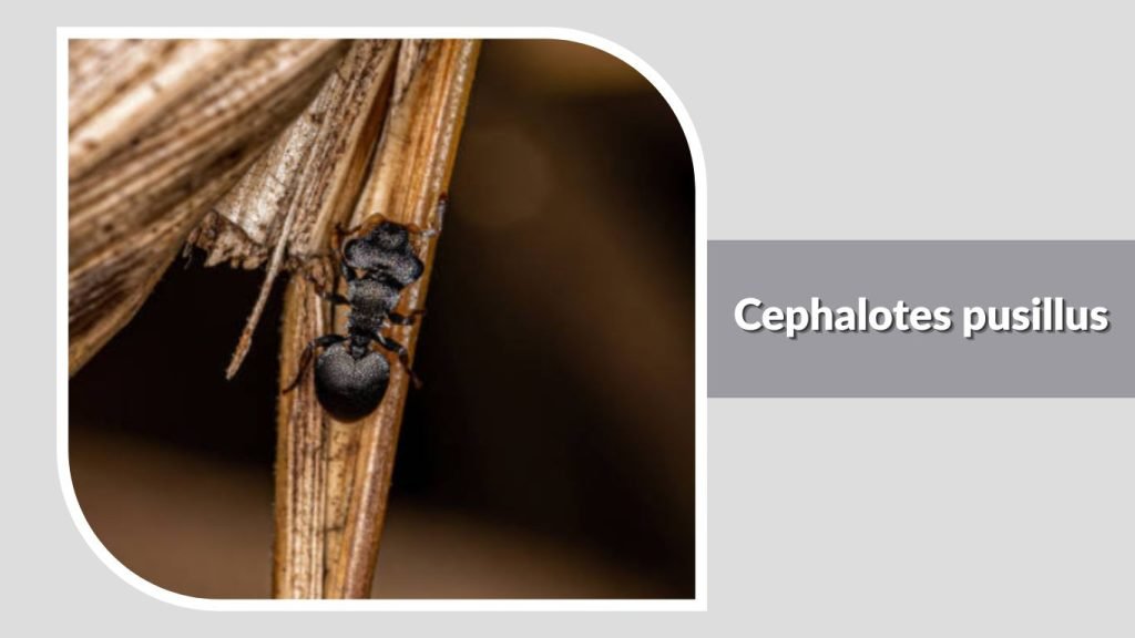 Cephalotes pusillus