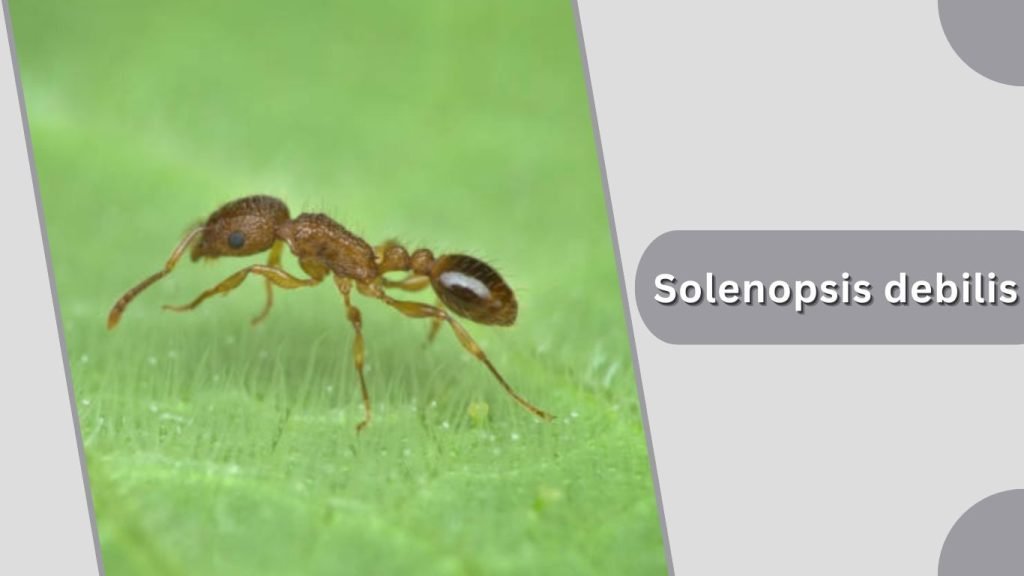 Solenopsis debilis