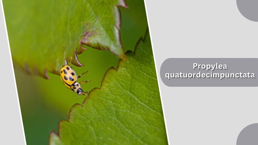 Propylea quatuordecimpunctata
