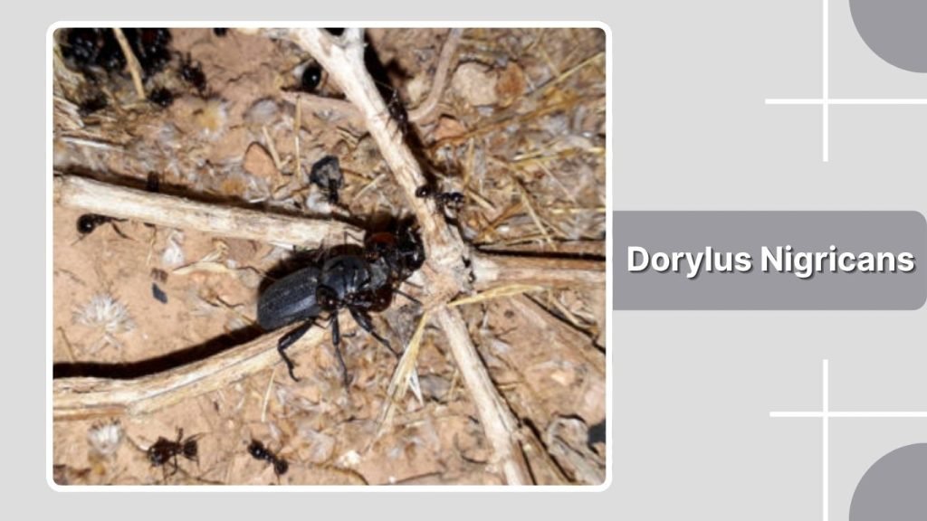 Dorylus Nigricans