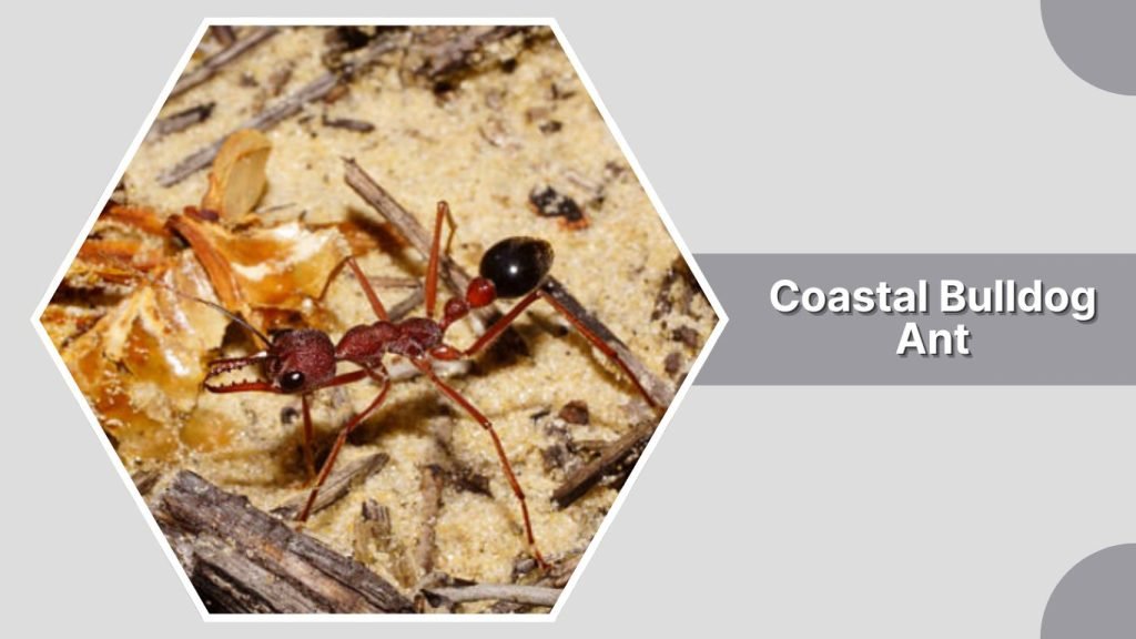 Coastal Bulldog Ant