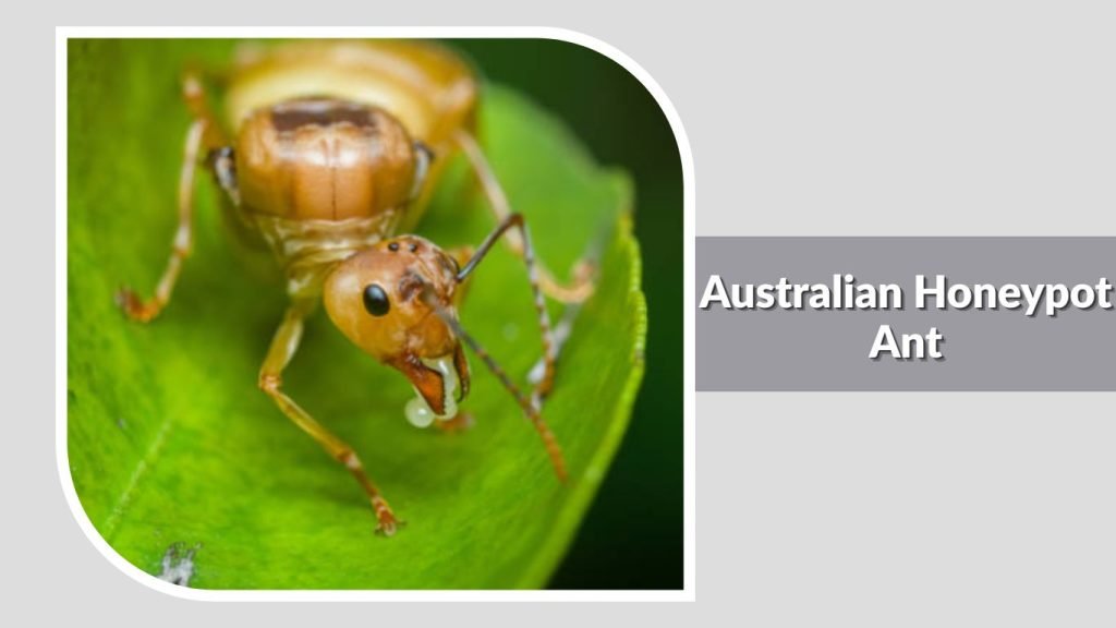 Australian Honeypot Ant