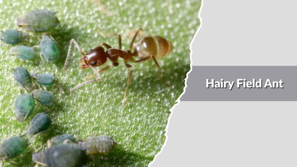 Hairy Field Ant