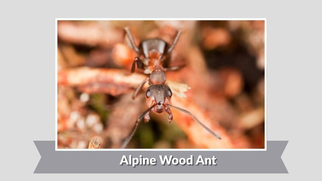 Alpine Wood Ant