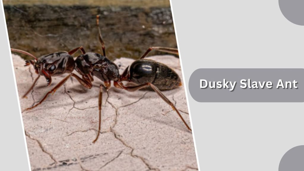  Dusky Slave Ant
