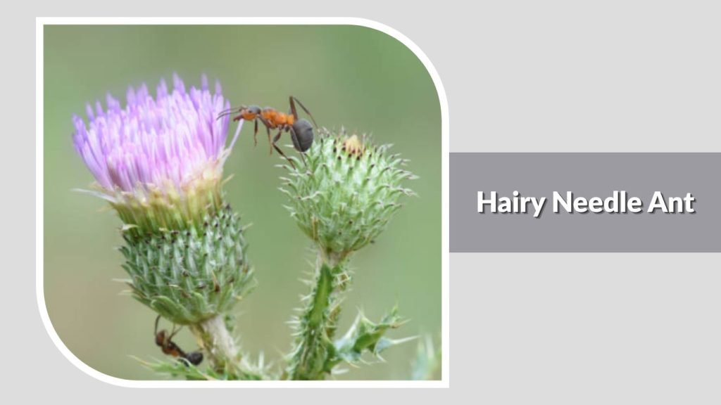  Hairy Needle Ant