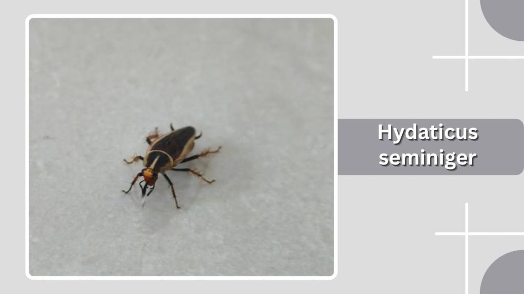 Hydaticus seminiger