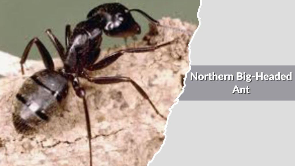 Northern Big-Headed Ant