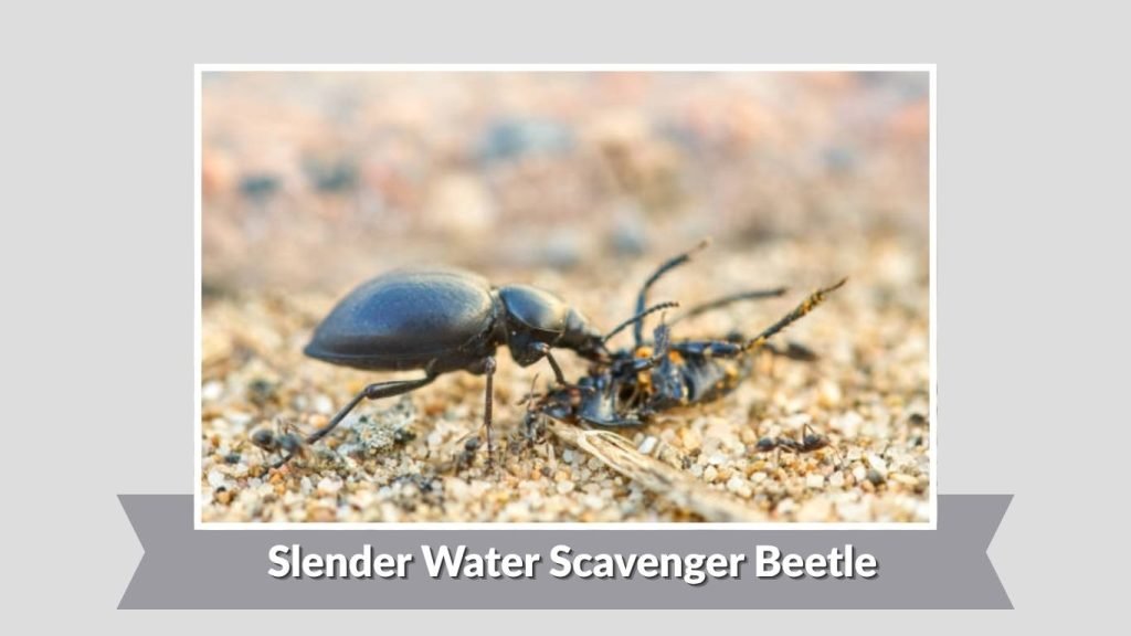 Slender Water Scavenger Beetle
