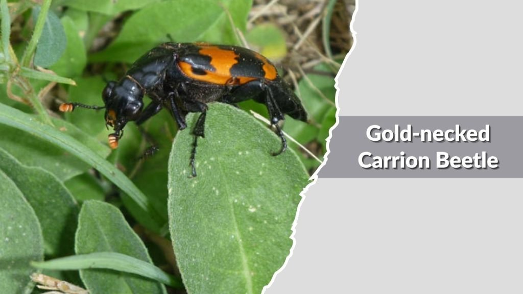Gold-necked Carrion Beetle