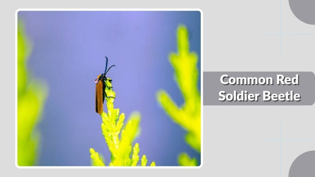 Common Red Soldier Beetle
