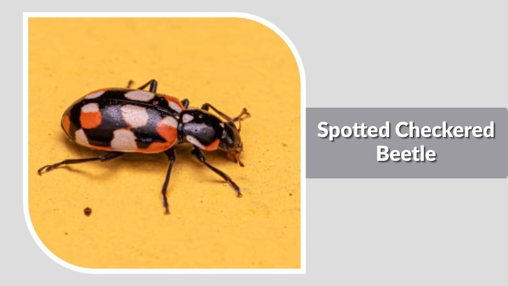 Spotted Checkered Beetle