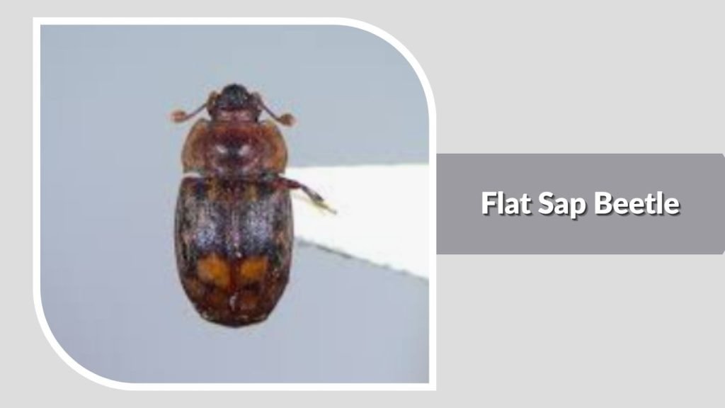 Flat Sap Beetle