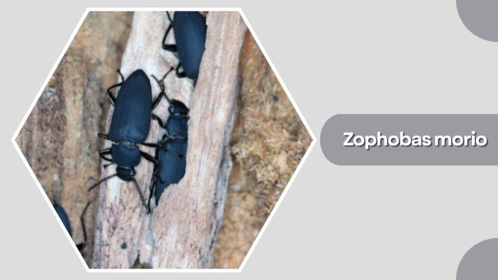 Zophobas morio
