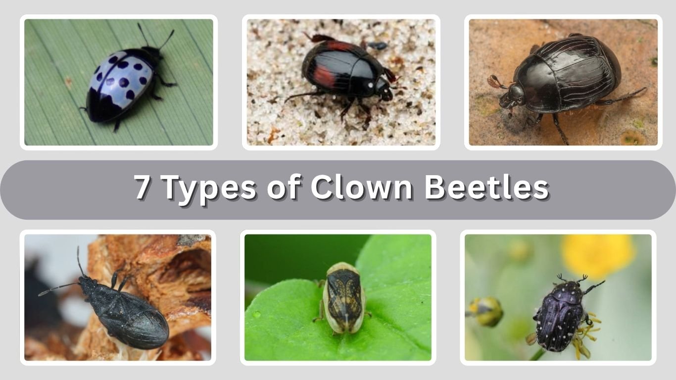 7 Types of Clown Beetles: Species Identification Guide