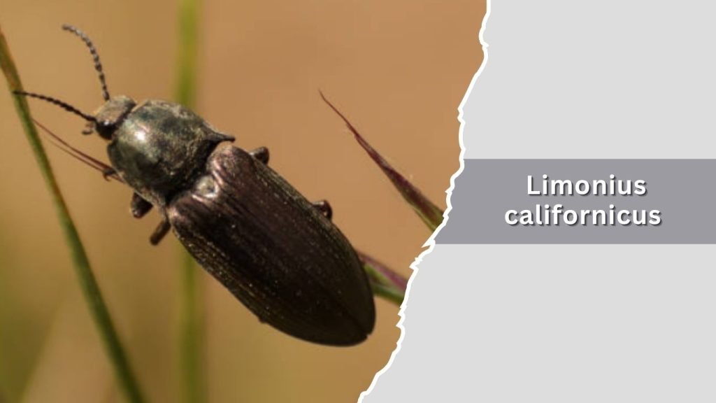  Limonius californicus