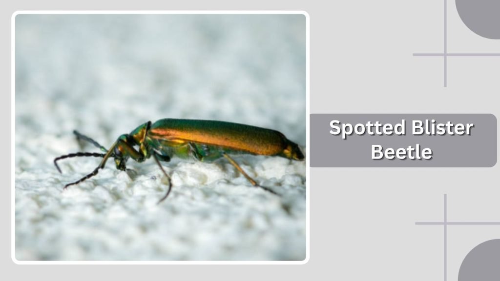 Spotted Blister Beetle