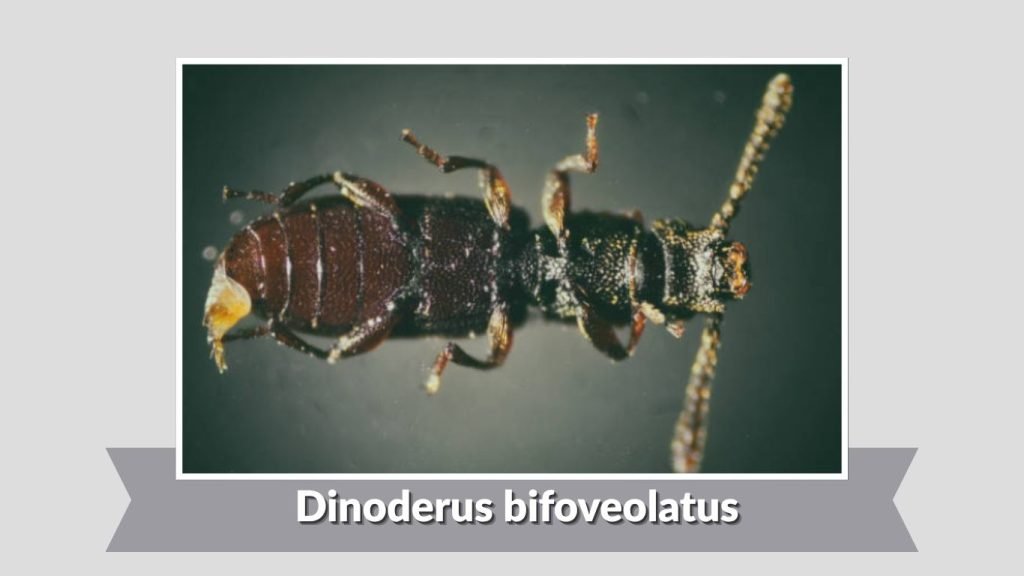 Dinoderus bifoveolatus