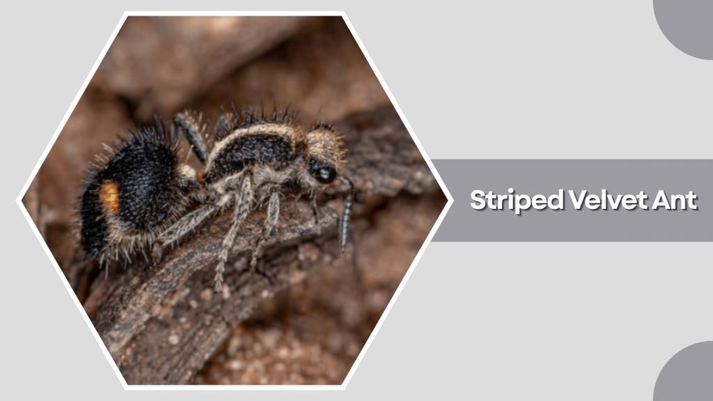  Striped Velvet Ant