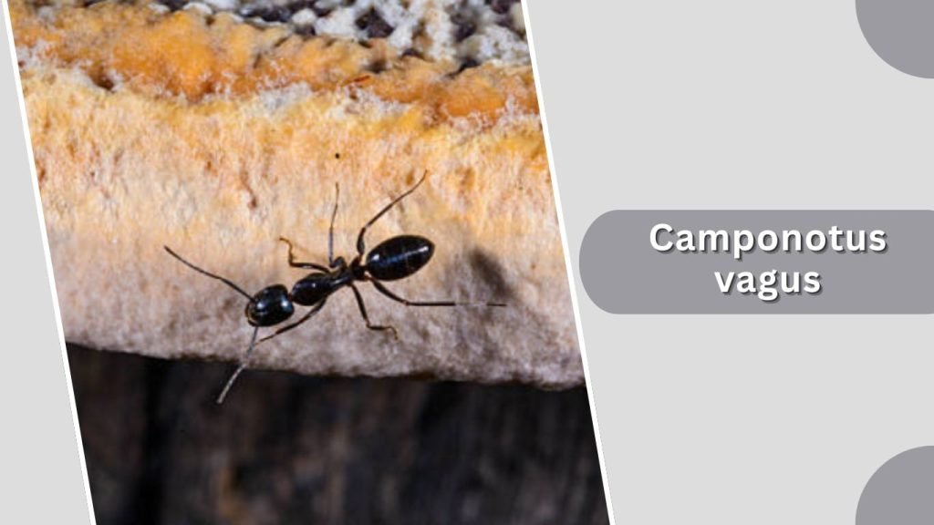 Camponotus vagus