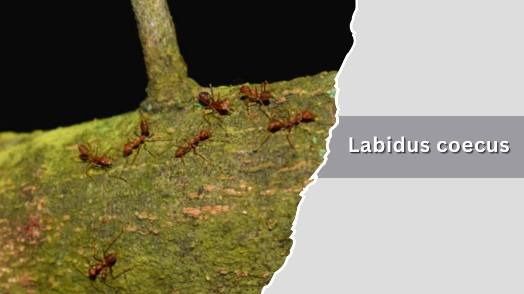 Labidus coecus