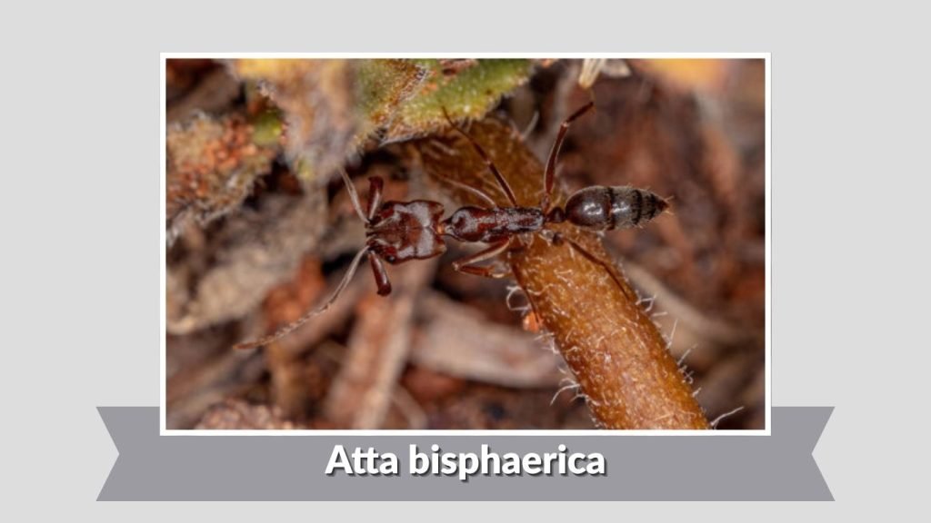 Atta bisphaerica