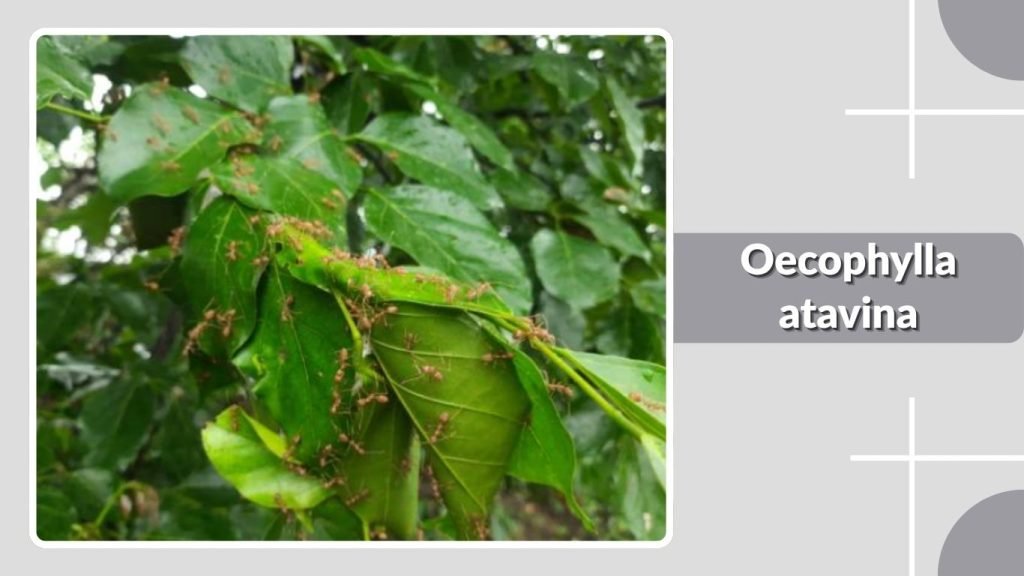 Oecophylla atavina