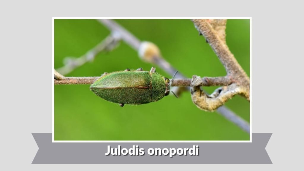 Julodis onopordi