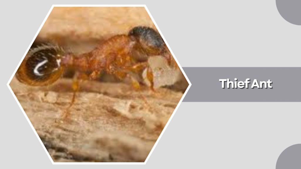 Thief Ant