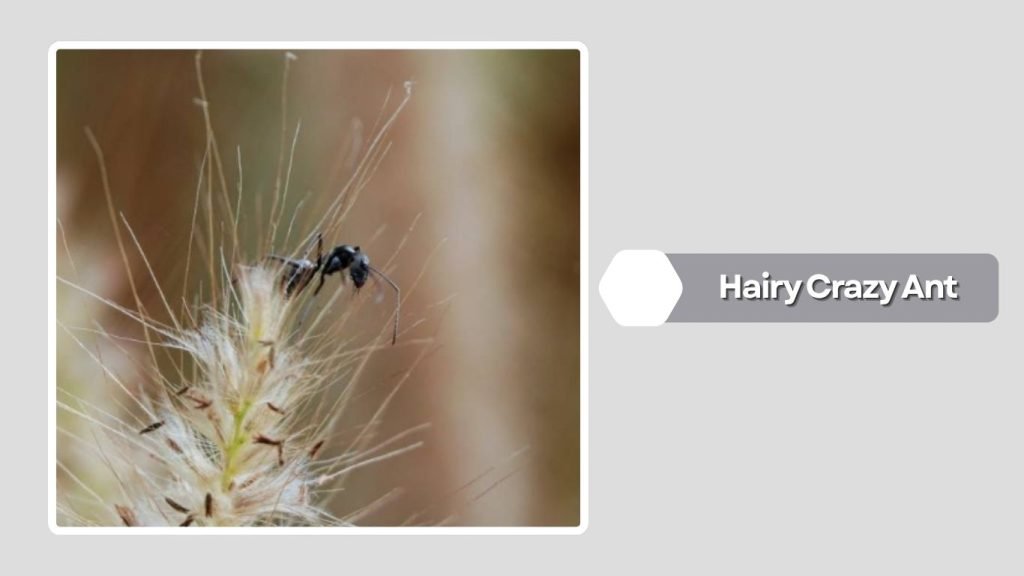 Hairy Crazy Ant