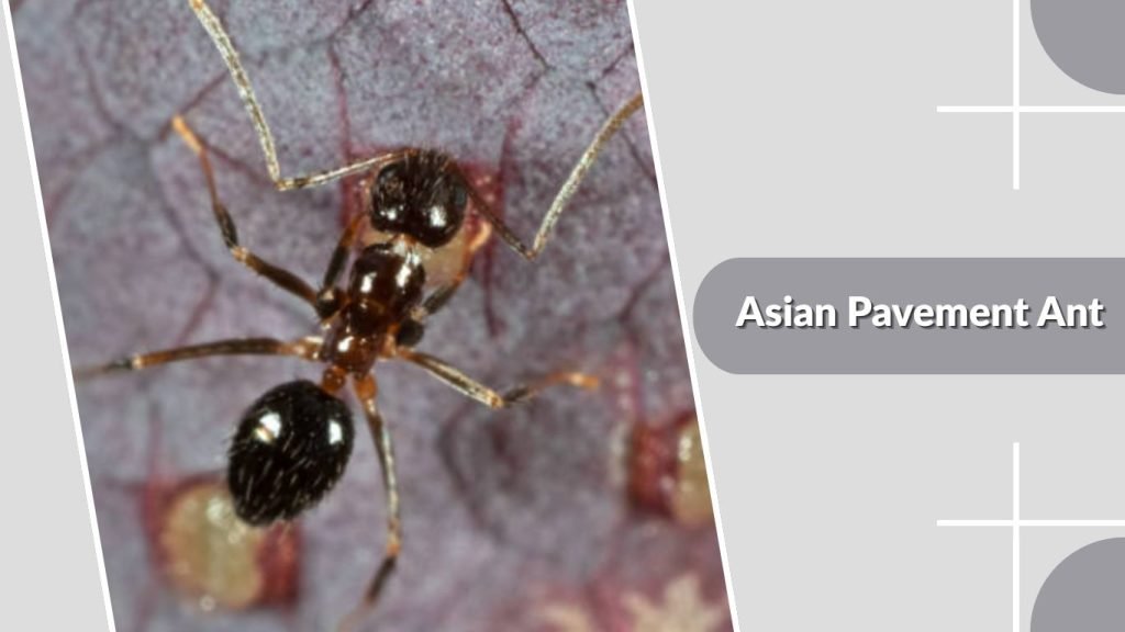  Asian Pavement Ant