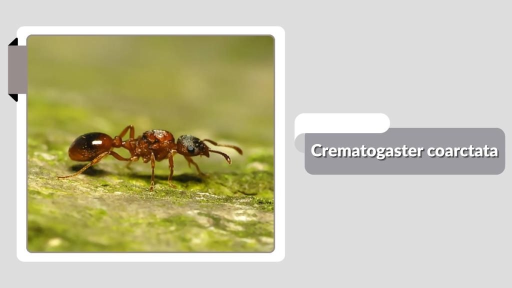 Crematogaster coarctata