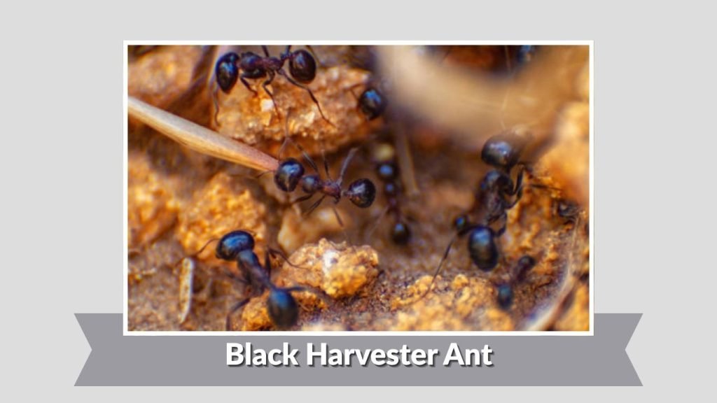 Black Harvester Ant