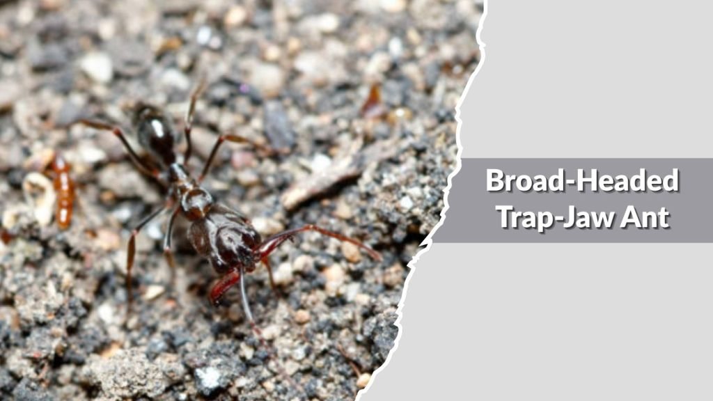  Broad-Headed Trap-Jaw Ant