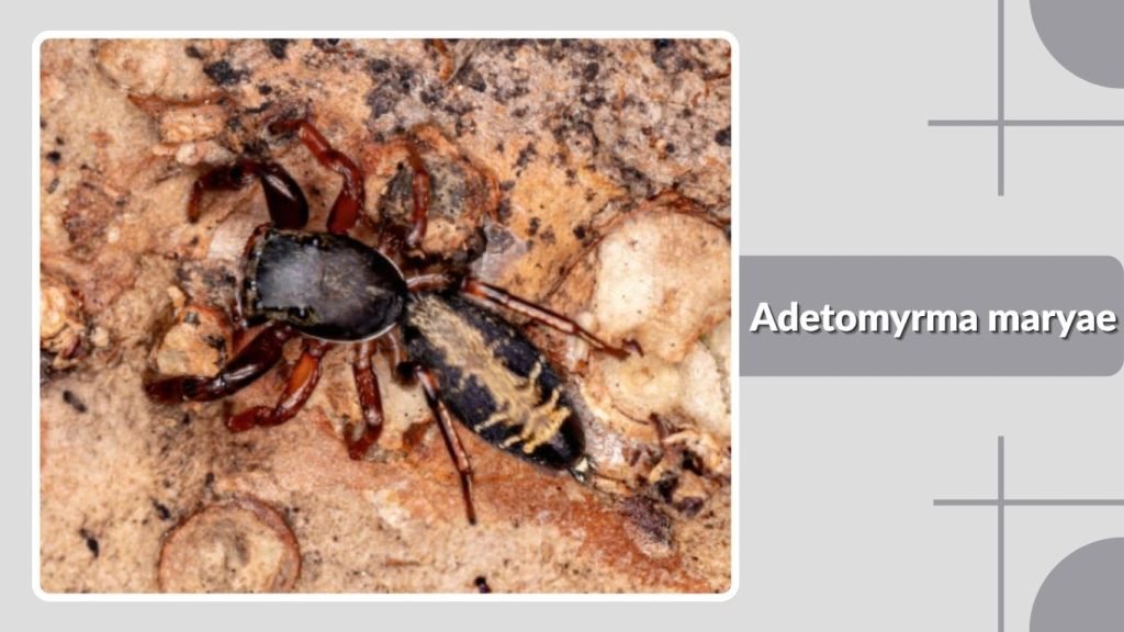 Adetomyrma maryae