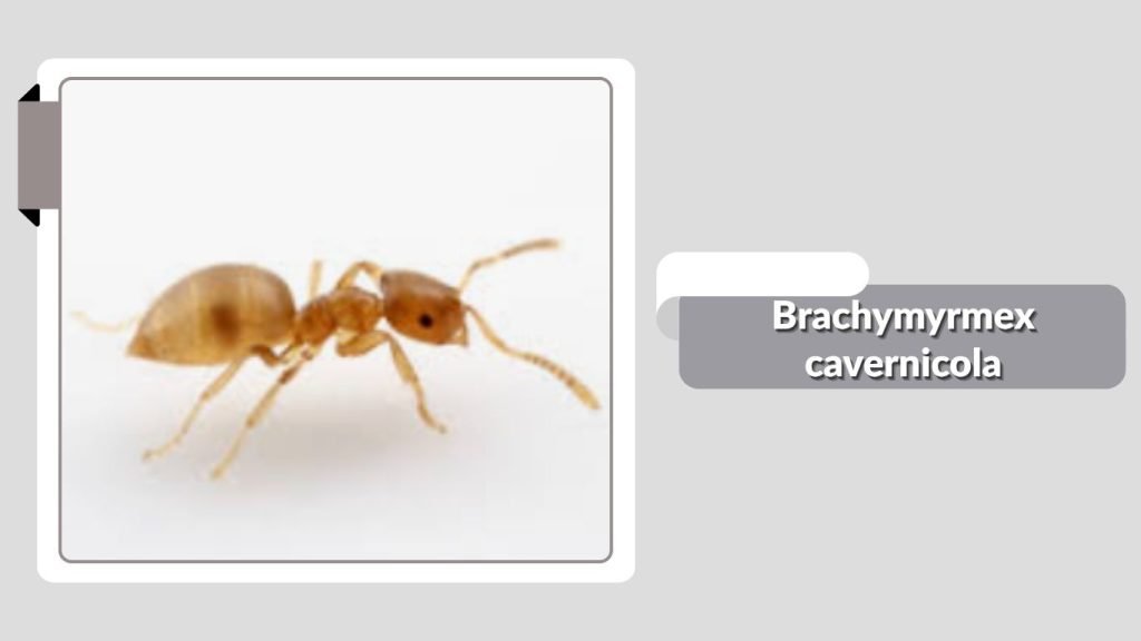 Brachymyrmex cavernicola